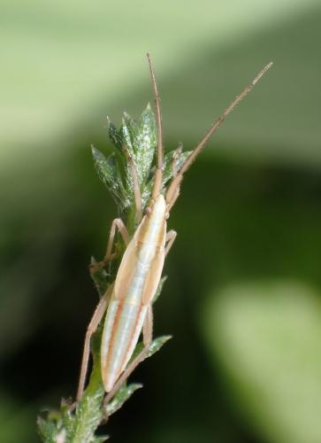 Stenodema laevigata